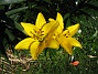 Liljor  
Dessa gula blir vackrare i skarpt solsken.  
2011-07-09 IMG_0003