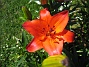 Denna Lilja ser ut att vara glödande het i solskenet. (2011-07-09 IMG_0007)