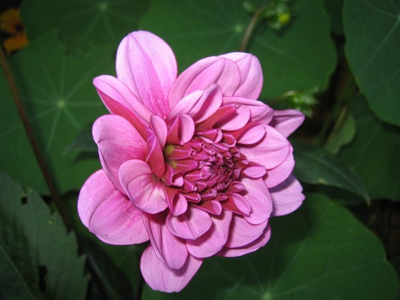 Dahlia 
Denna bild blev bra. Tänk vad den lyser mot den mörka bakgrunden. Eller var det kanske så att jag fick med en blixt av misstag.