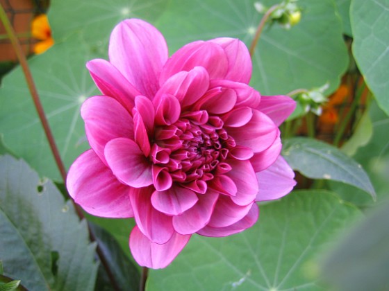 Dahlia { Så här ser den ut utan blixt. } 