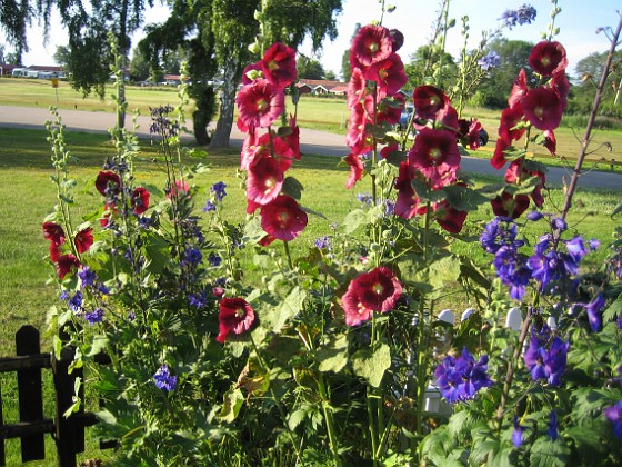 Riddarsporre & Stockros  
  
2011-07-11 IMG_0047  
Granudden  
Färjestaden  
Öland