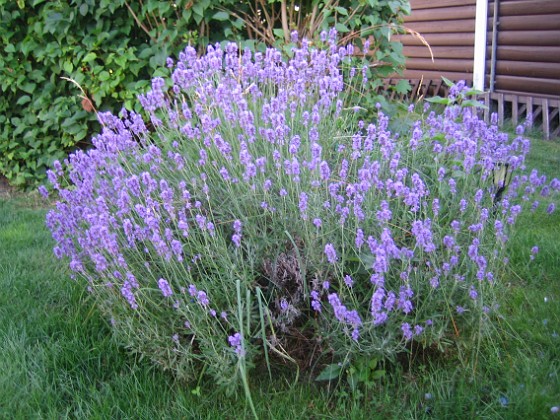 Lavendel 
