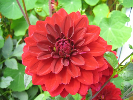 Dahlia 
