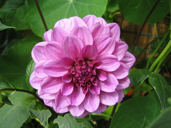 Dahlia 
