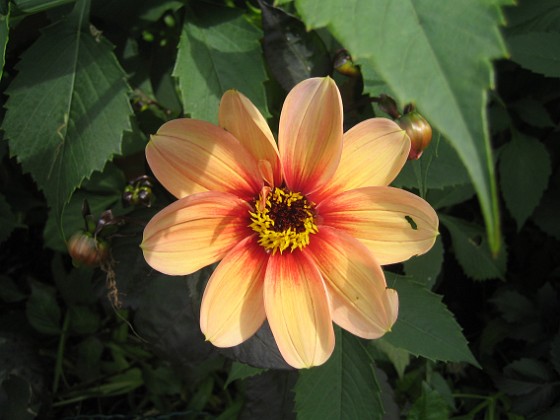 Dahlia