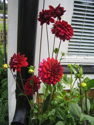 Dahlia  
  
2011-07-13 IMG_0105  
Granudden  
Färjestaden  
Öland