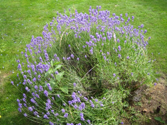 Lavendel {  } 