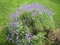 Lavendel  
  
2011-07-13 IMG_0115