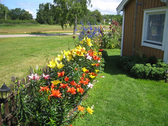 Liljor  
  
2011-07-16 IMG_0002  
Granudden  
Färjestaden  
Öland