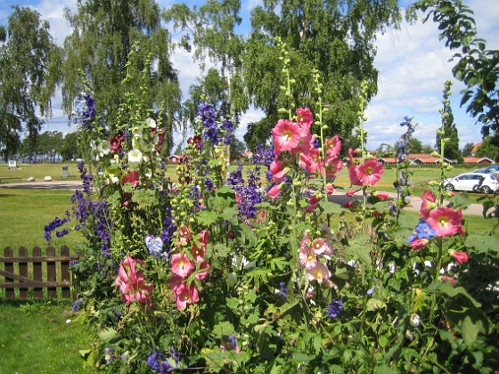 Stockros  
  
2011-07-16 IMG_0114  
Granudden  
Färjestaden  
Öland