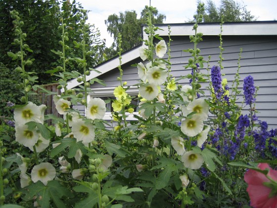 Stockros  
  
2011-07-17 IMG_0202  
Granudden  
Färjestaden  
Öland