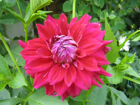 Dahlia 
