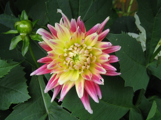 Dahlia 
