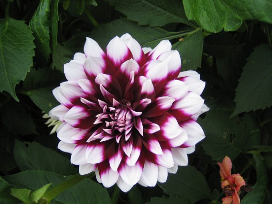 Dahlia