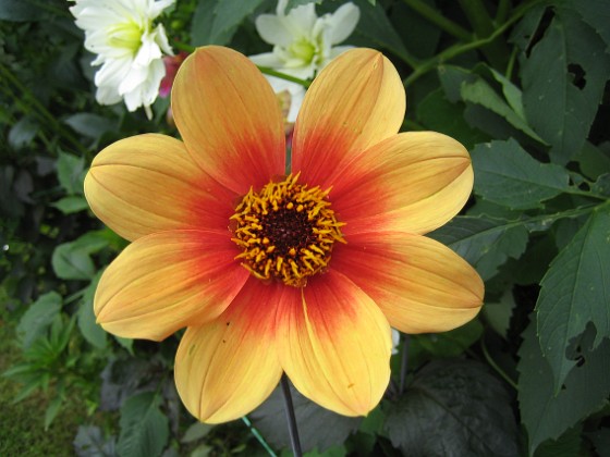 Dahlia 
