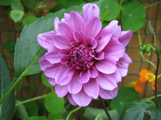 Dahlia