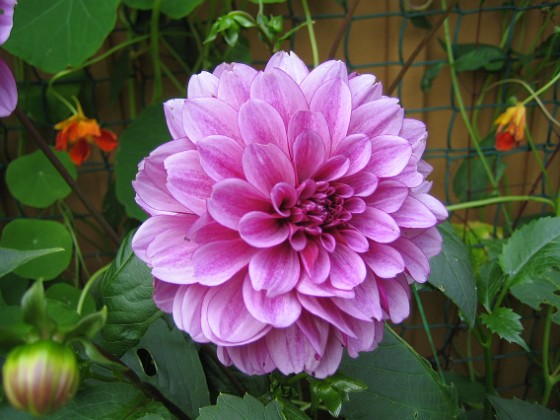 Dahlia 
