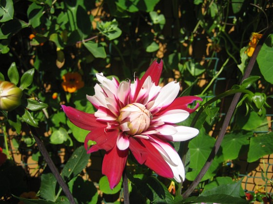 Dahlia 
En vacker Dahlia