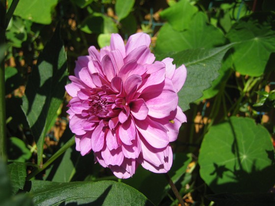 Dahlia