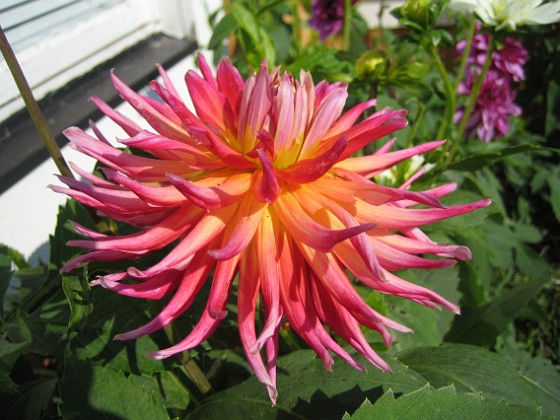 Dahlia 
