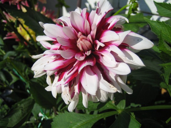 Dahlia