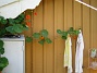 Krasse  
  
2011-07-25 IMG_0028