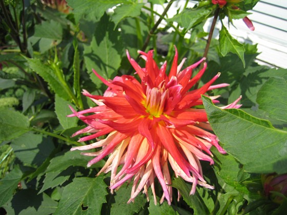 Dahlia 
