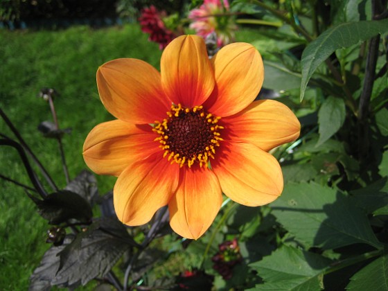 Dahlia