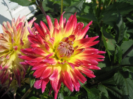 Dahlia