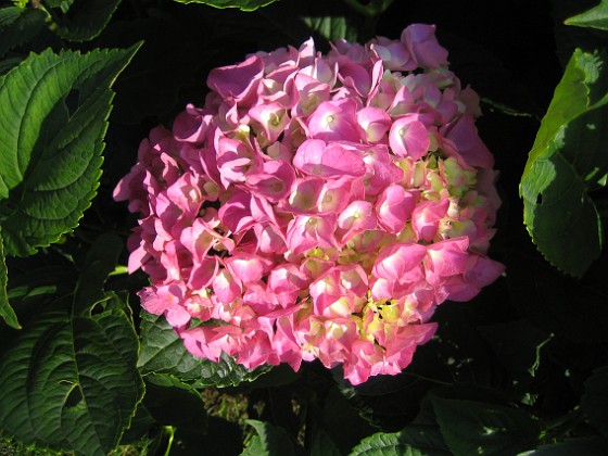 Hortensia {  } 