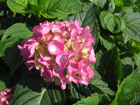 Hortensia 
