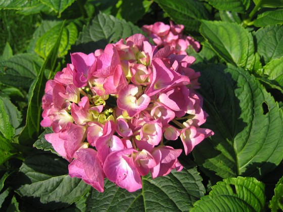 Hortensia 
