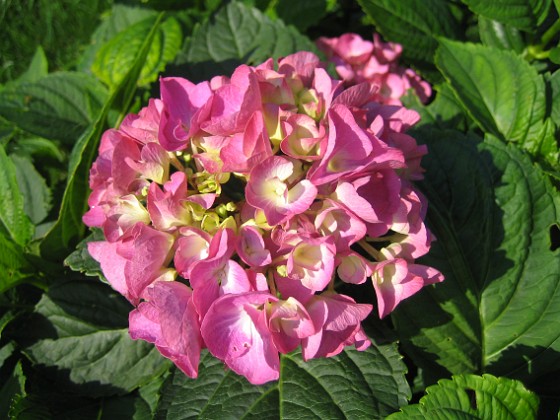 Hortensia