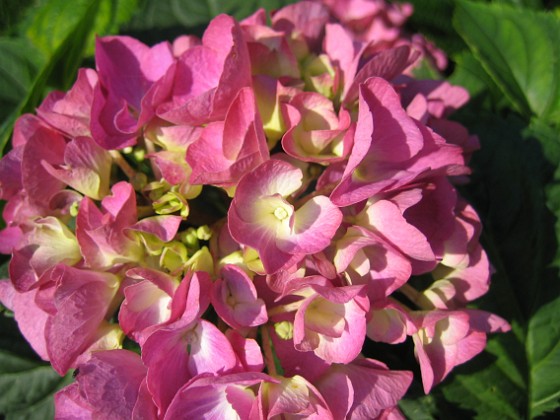 Hortensia