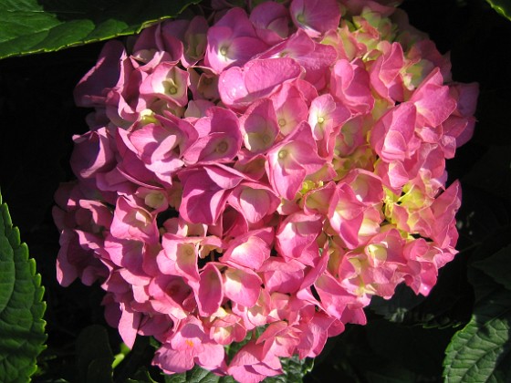 Hortensia