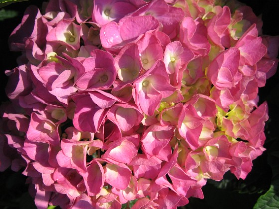 Hortensia