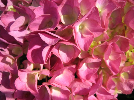 Hortensia 
