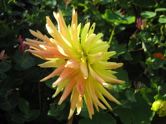 Dahlia