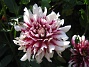 Dahlior  
  
2011-07-31 IMG_0076