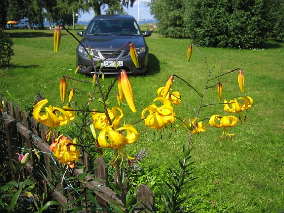 Liljor  
  
2011-08-02 IMG_0025  
Granudden  
Färjestaden  
Öland