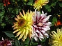 Dahlior  
  
2011-08-02 IMG_0048