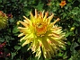 Dahlior  
  
2011-08-02 IMG_0049