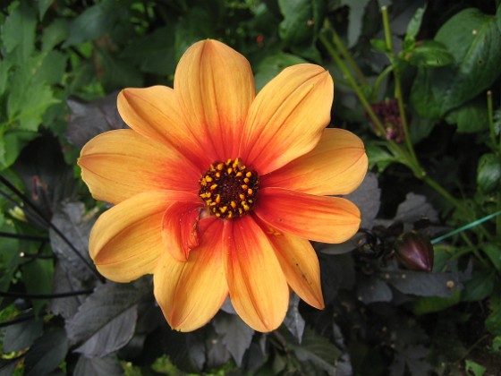 Dahlia 
