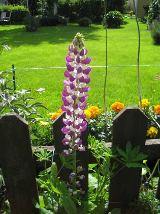 Lupin  
  
2011-08-12 IMG_0033  
Granudden  
Färjestaden  
Öland