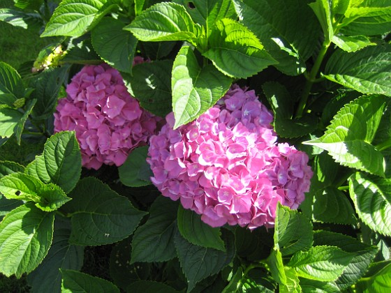 Hortensia 
