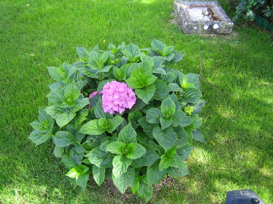 Hortensia  
  
2011-08-12 IMG_0038  
Granudden  
Färjestaden  
Öland