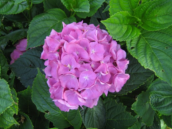 Hortensia 
