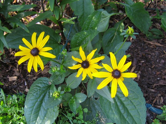 Strålrudbeckia {  } 