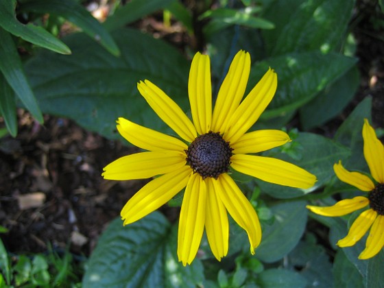 Strålrudbeckia  
  
2011-08-18 IMG_0010  
Granudden  
Färjestaden  
Öland