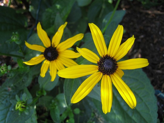 Strålrudbeckia {  } 